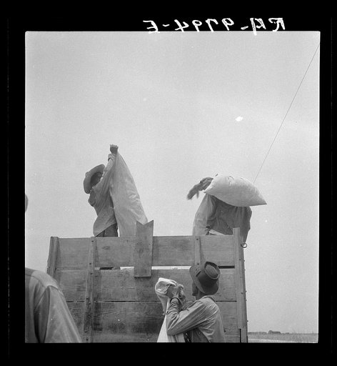 Cotton picking in south Texas