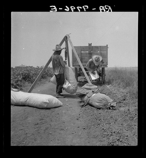 Cotton weighing. South Texas