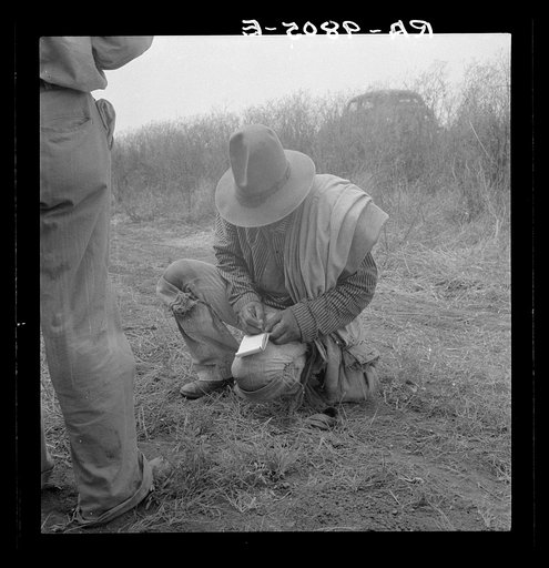 Tally. Cotton field in South Texas
