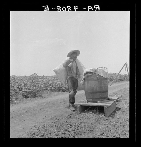 Cotton picking in south Texas