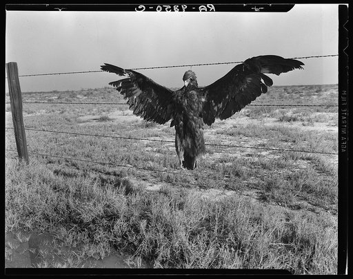 A very blue eagle. Along California highway