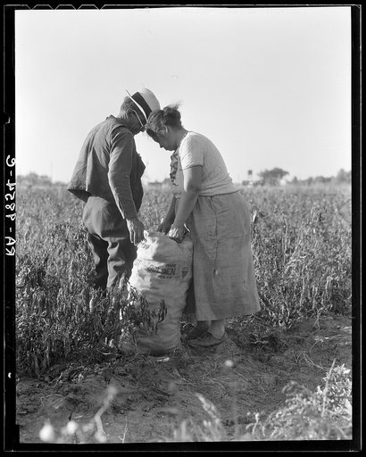 Mexican townfolk sacking peppers near Stockton, California