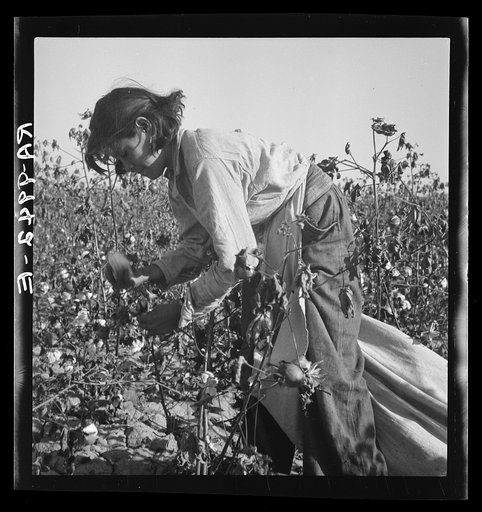 Cotton picker. Southern San Joaquin Valley, California