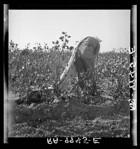 Cotton picker. San Joaquin Valley, California