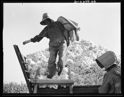 Cotton picker. San Joaquin Valley, California