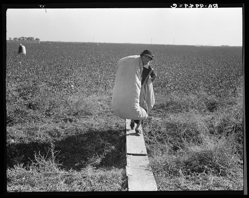 Cotton picker. San Joaquin Valley, California