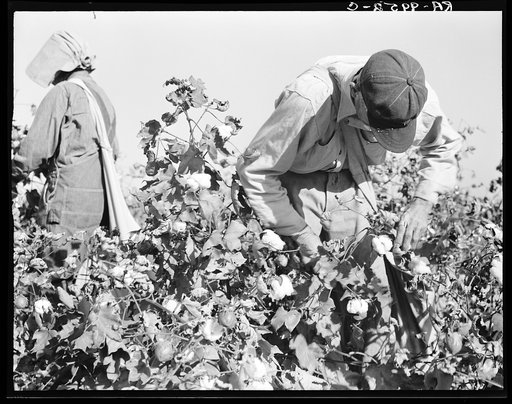 Cotton pickers. Southern San Joaquin Valley, California