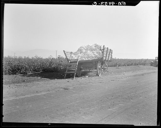 Partially loaded cotton wagon. Southern San Joaquin Valley, California