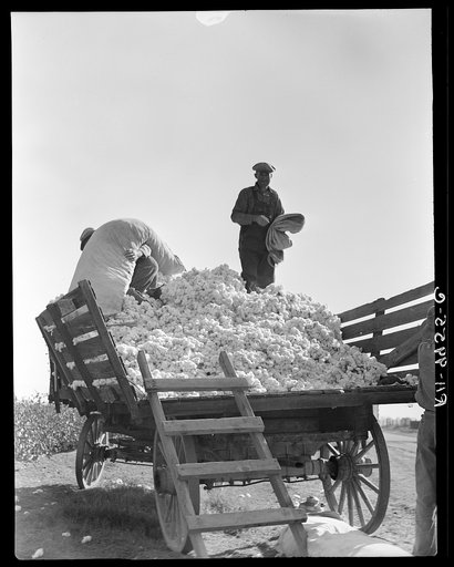 Loading cotton. Southern San Joaquin Valley, California