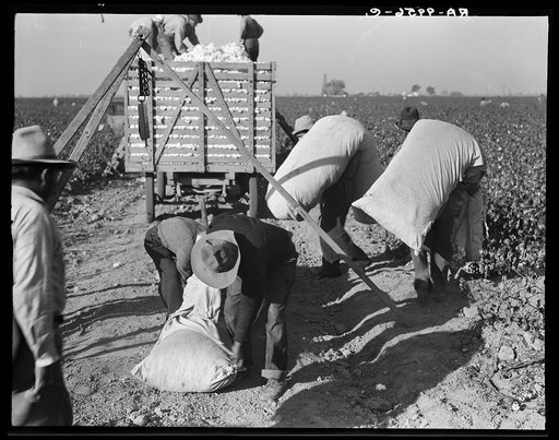 Cotton pickers bringing in their "pick" to be weighed. They receive one dollar and one dollar and twenty-five cents per hundred pounds. San Joaquin Valley, California