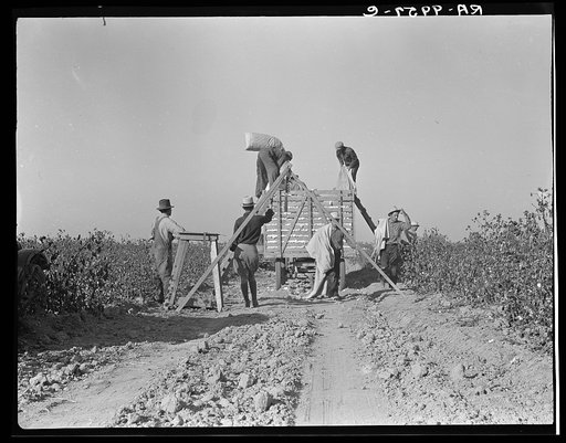 Weighing in cotton. San Joaquin Valley, California