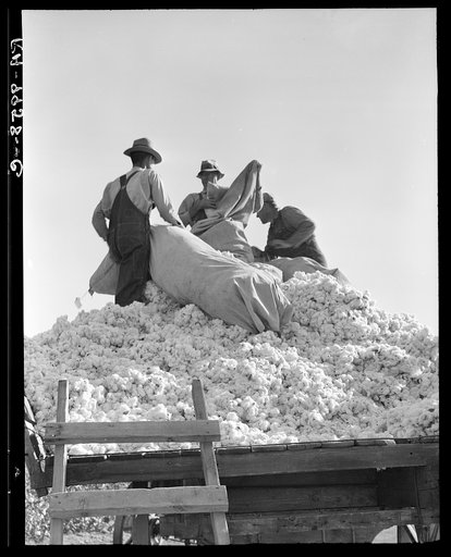 Loading cotton. Southern San Joaquin Valley, California