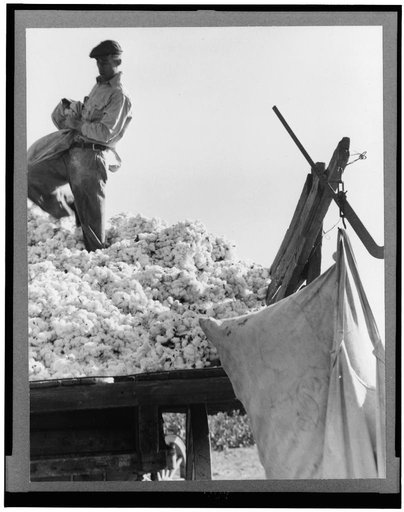 Loading cotton. San Joaquin Valley, California