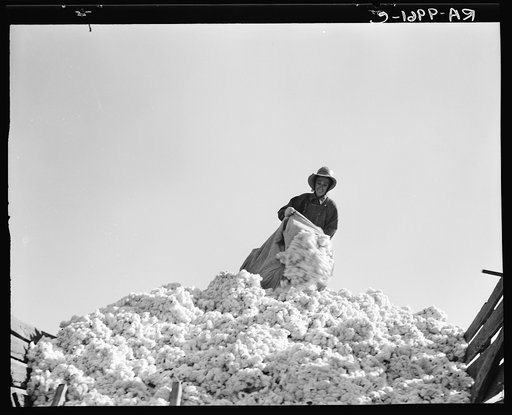 Cotton. San Joaquin Valley, California