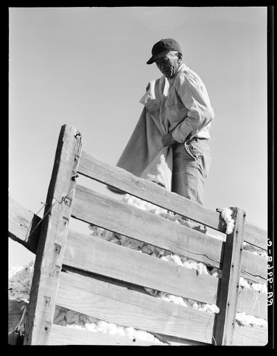 Loading cotton. Southern San Joaquin Valley, California