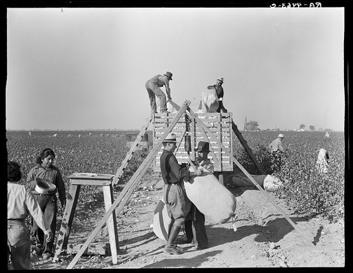 Weighing in and loading cotton. Southern San Joaquin Valley, California