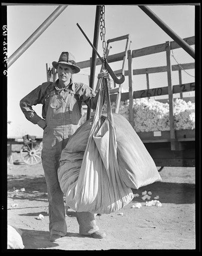 Weighing in cotton. Southern San Joaquin Valley, California