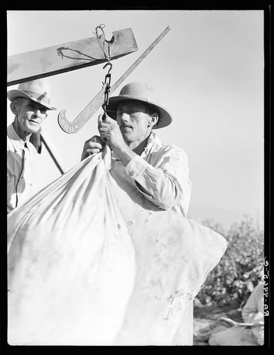 Weighing in cotton. Southern San Joaquin Valley, California