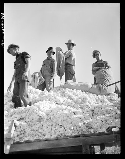Loading cotton. Southern San Joaquin Valley, California