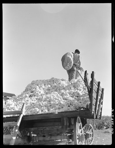 Loading cotton. Southern San Joaquin Valley, California