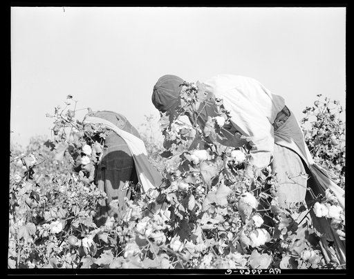 Picking cotton. San Joaquin Valley, California