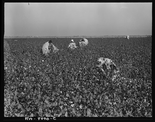 Cotton pickers at work in the southern San Joaquin Valley, California. They receive one dollar and one dollar and twenty-five cents per hundred pounds