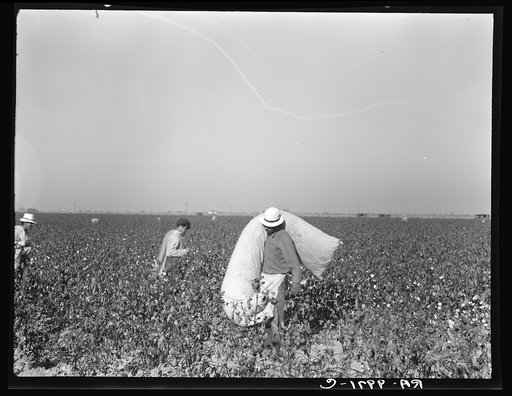 Pickers in cotton field. Southern San Joaquin Valley, California