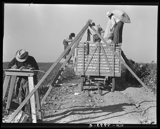 Loading cotton. San Joaquin Valley, California