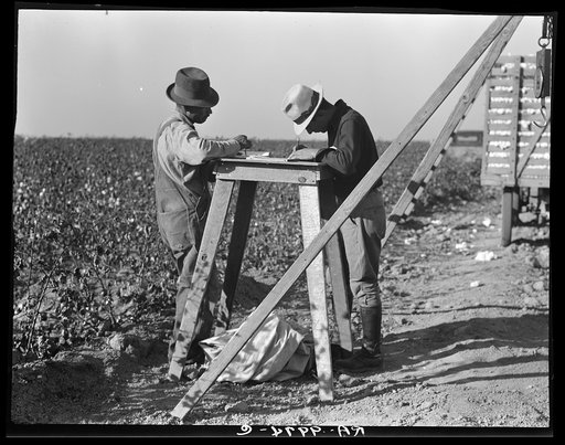 Cotton checkers. San Joaquin Valley, California