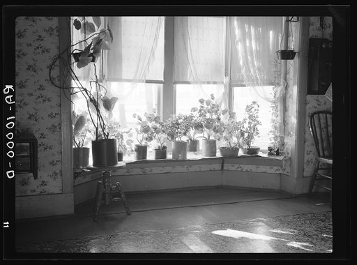 Window of farmhouse living room. Mercer County, Illinois. Hired man lives in house on farm which was formerly residence of owner-operator