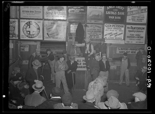 Auctioning livestock at Sales Hall, Ames, Iowa. These sales are very frequent throughout Iowa and Illinois