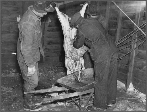 After skinning the freshly killed hog, the entrails are put in a wheelbarrow to be carted away. Iowa, Harry Madsen Farm