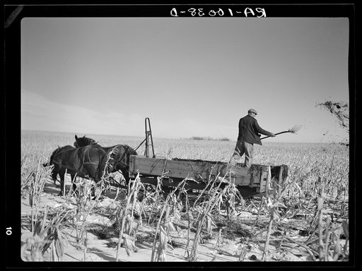 Farmer pitching and spreading manure. Iowa