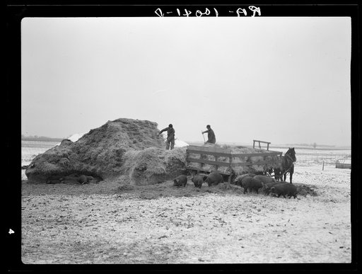 Hired hands pitching straw in wagon to be used for bedding for hog house. H. Madsen farm near Dickens, Iowa