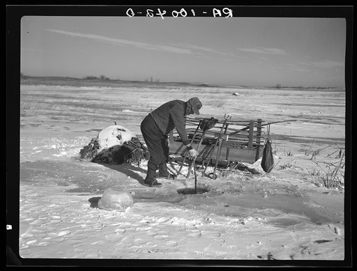 A.W. Batcher placing trap for muskrats through hole in ice of slough. North of Dickens, Iowa. Note trapper's tools on sled and the muskrat house