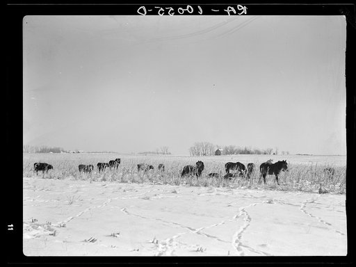 Horses and cattle are allowed to go into the cornfields to pick up what they may. Iowa