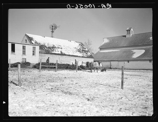 A section of Harry Madsen farm near Dickens, Iowa. Hired men are feeding the hogs. This farm is of three hundred sixty acres, owner-operated. Note the adequate buildings for care of livestock and hogs