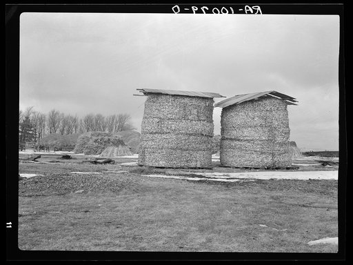 Open corn crib method of storing corn, with stacks of fodder in background. Emmet County, Iowa