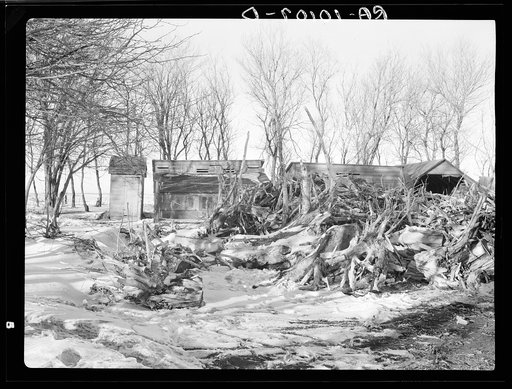 Winter fuel supply on Edgar Allen farm. They hauled old stumps from highway construction, being too poor to buy fuel. This family is being helped by Resettlement Administration, one hundred sixty acres, two-fifths crop, two hundred dollars rent. Allen has had poor crops and has been ill with bronchi