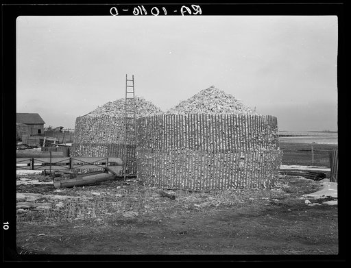 Open crib method of storing corn. Emmet County, Iowa