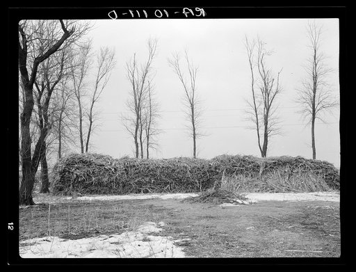 Stacks of fodder. Emmet County, Iowa