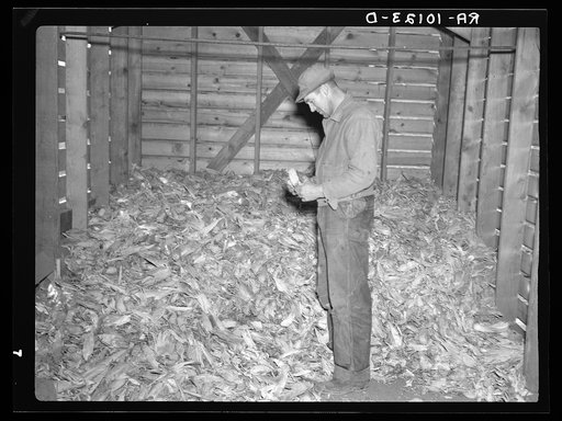 Clifford Beason examining a sample of corn raised in 1936. The corn in this crib represents total crop from two hundred thirty acres of corn in five hundred twenty acre farm. His estimate of the crop is thirty-five bushels. Iowa
