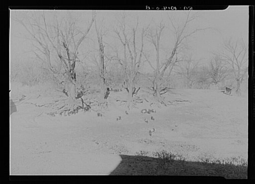 Nannie Emrick farm near Aledo, Illinois, showing how tree roots cling to soil in gully erosion