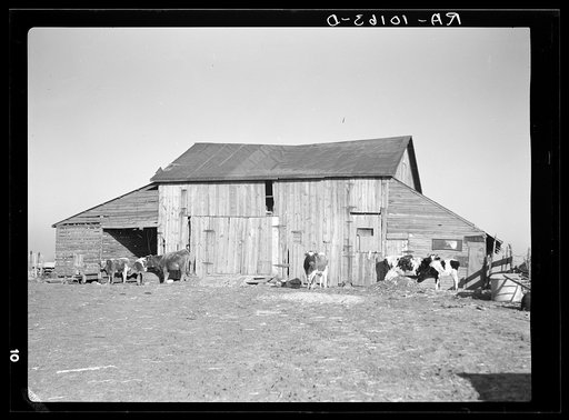 Barns and cows on Frank Armstrong's farm near Marseilles, Illinois. Landlord intends to replace these barns