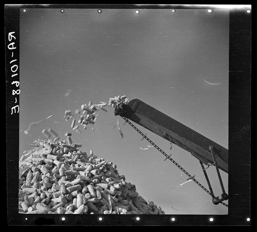Cornsheller throwing cobs on pile. Illinois