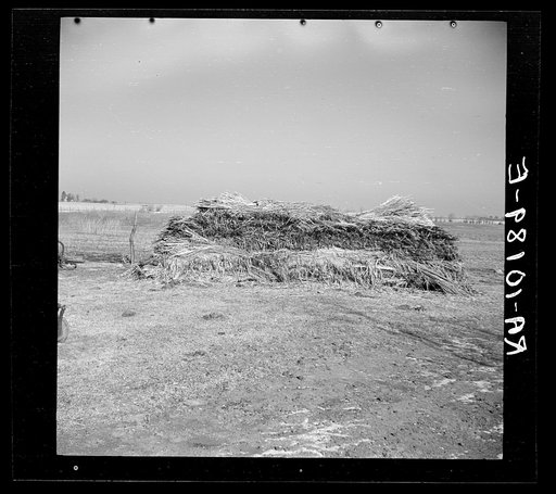 Stack of hemp grown on George Erickson's farm near Seneca, Illinois. He was induced to raise this crop on promise of a market for it. It is now rotting