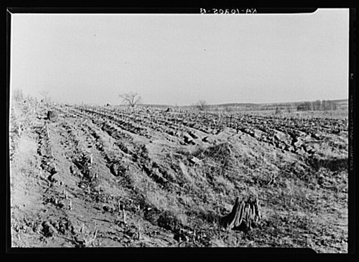 Soil erosion. Hamilton County, Illinois. This land has been cleared of timber and put into corn. Note stumps of trees, and beginning of erosion gullies
