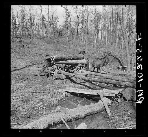 Logs are brought from the timber tract by horse and wagon and rolled upon the runway to the sawmill at Omaha, Illinois