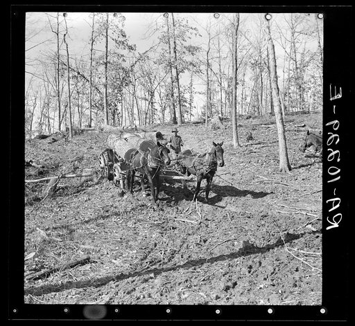 Bringing logs from the woods to the country sawmill near Omaha, Illinois