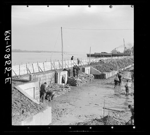 Piling sandbags along the levee during the height of the flood. Cairo, Illinois